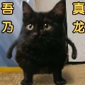 猫叔灬灬